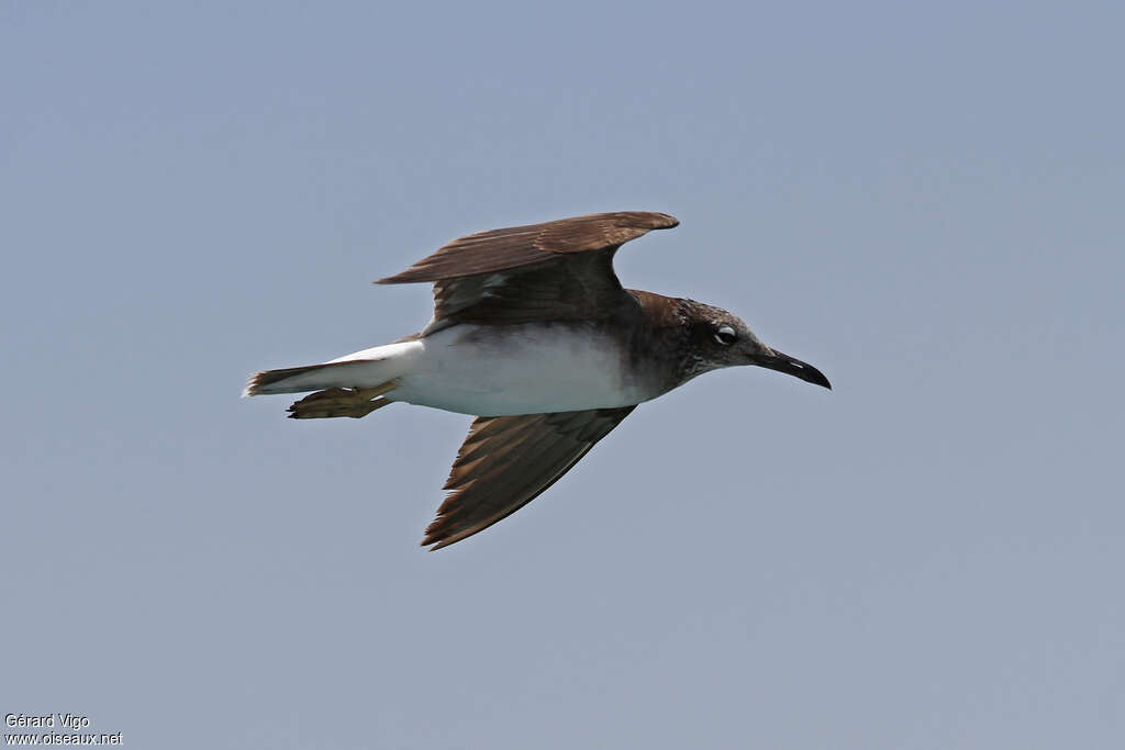 White-eyed Gulljuvenile, pigmentation, Flight