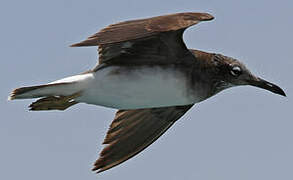 White-eyed Gull