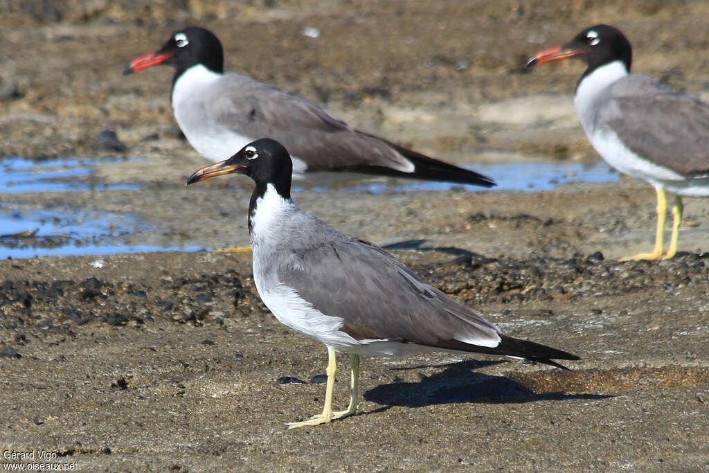 White-eyed GullThird  year, identification