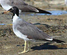 White-eyed Gull