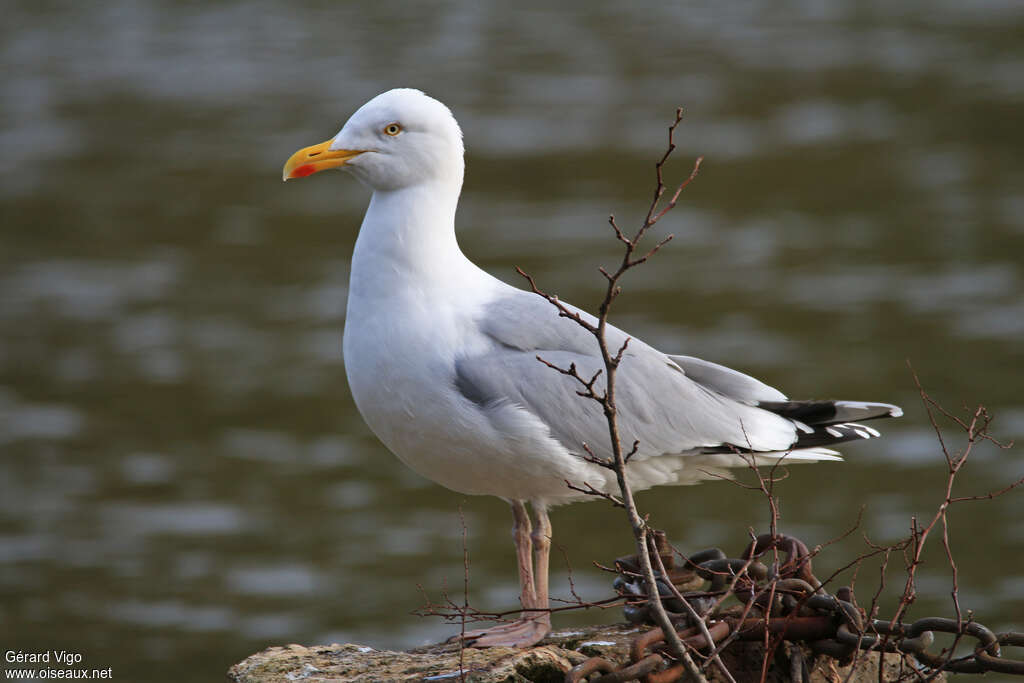 European Herring Gulladult breeding, identification