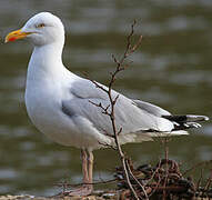 European Herring Gull