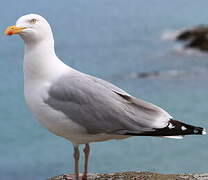 European Herring Gull