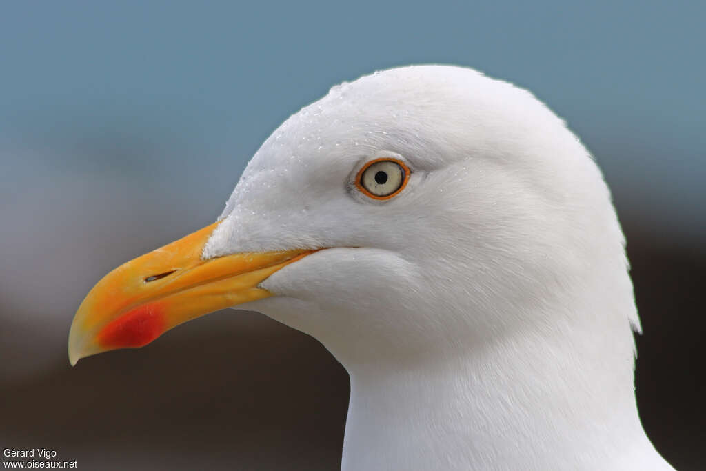 European Herring Gulladult, close-up portrait