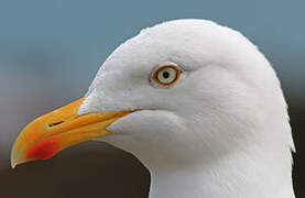 European Herring Gull