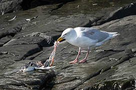 Glaucous Gull