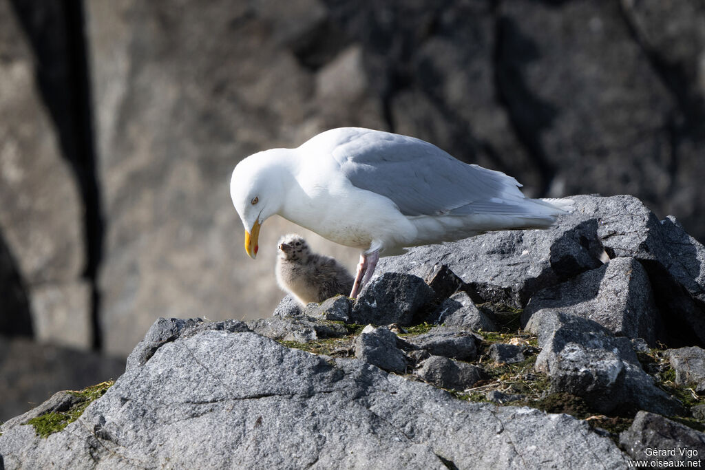 Glaucous Gulladult