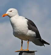 Lesser Black-backed Gull