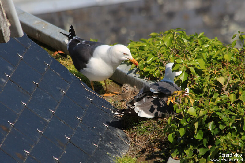 Lesser Black-backed Gull, Reproduction-nesting