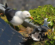 Lesser Black-backed Gull