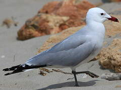 Audouin's Gull