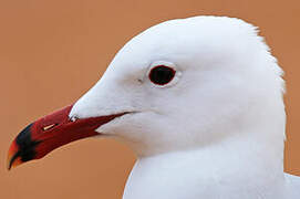 Audouin's Gull