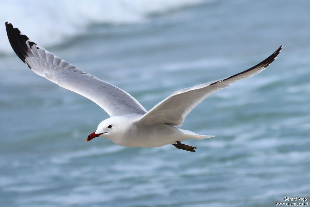 Audouin's Gulladult, Flight