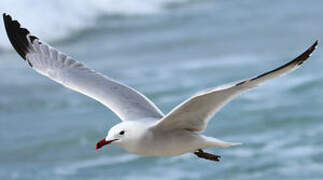 Audouin's Gull