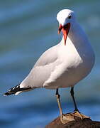 Audouin's Gull