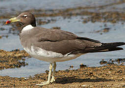 Sooty Gull