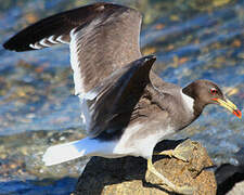 Sooty Gull