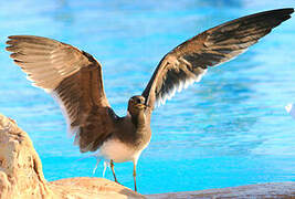 Sooty Gull