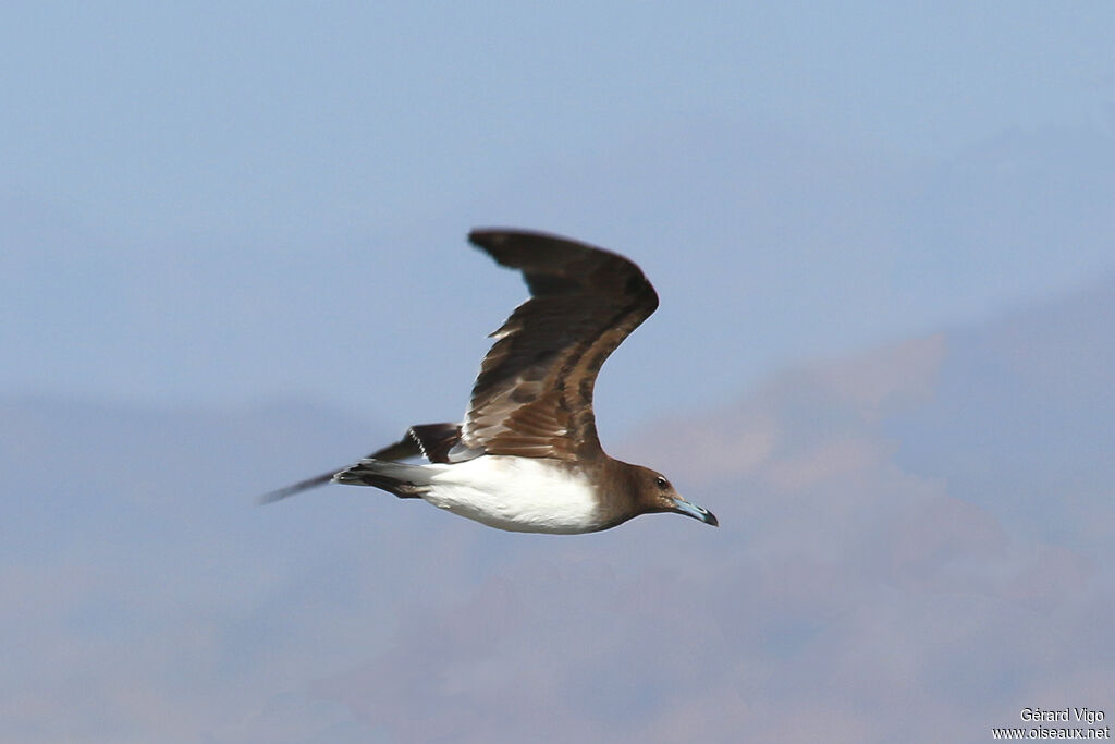 Sooty Gullimmature, Flight