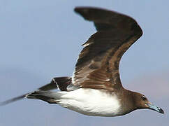 Sooty Gull