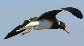 Sooty Gull