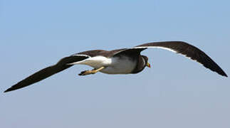 Sooty Gull