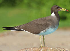 Sooty Gull