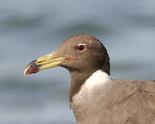 Sooty Gull