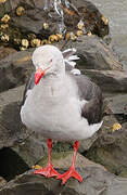 Dolphin Gull