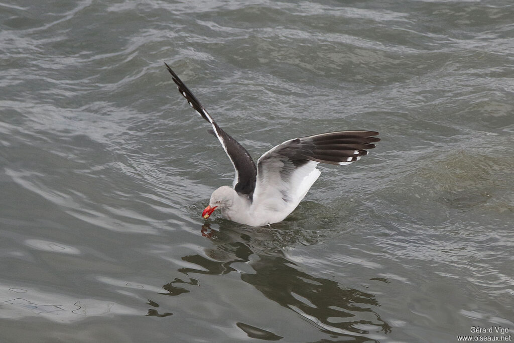 Dolphin Gulladult, fishing/hunting