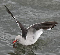 Dolphin Gull