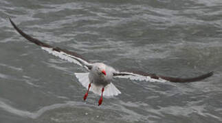 Dolphin Gull