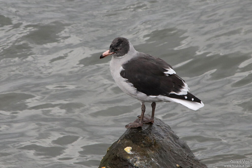 Goéland de Scoresbyimmature