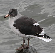 Dolphin Gull