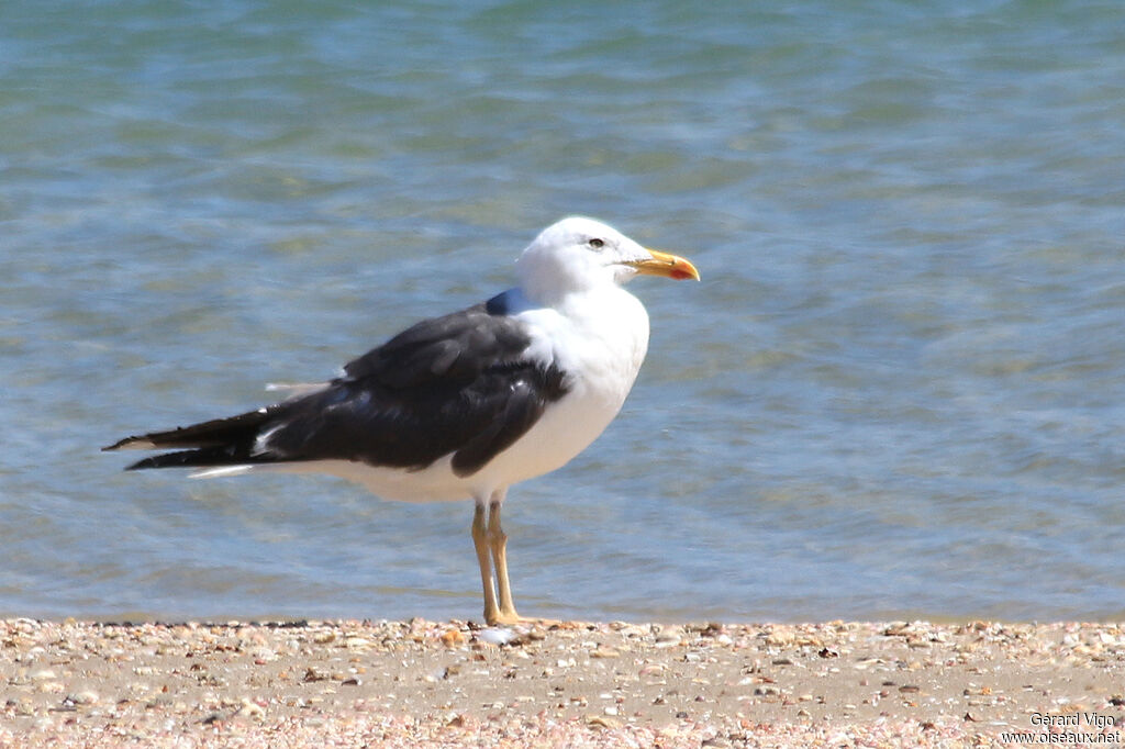 Goéland de Sibérieadulte