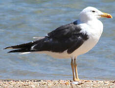 Lesser Black-backed Gull (heuglini)