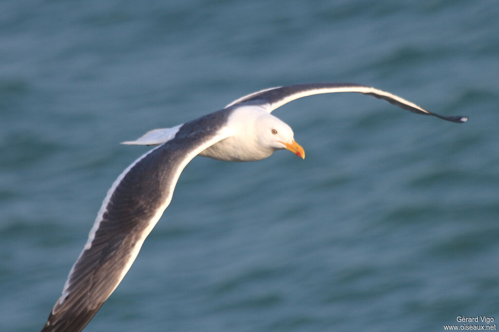 Lesser Black-backed Gull (heuglini)adult, Flight