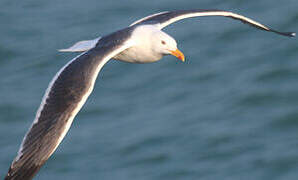 Lesser Black-backed Gull (heuglini)