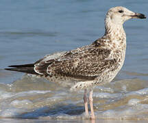 Lesser Black-backed Gull (heuglini)