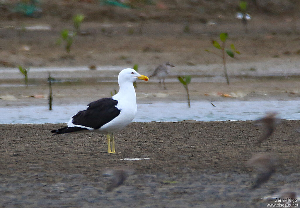 Goéland dominicainadulte