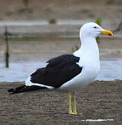 Kelp Gull