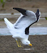 Kelp Gull