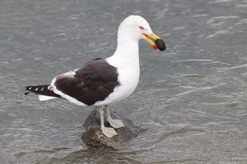 Goéland dominicainadulte, pêche/chasse