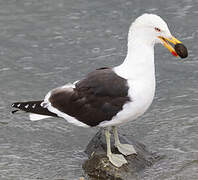 Kelp Gull