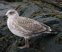 Kelp Gull