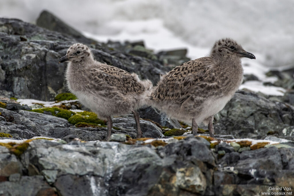 Kelp GullPoussin