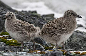 Kelp Gull