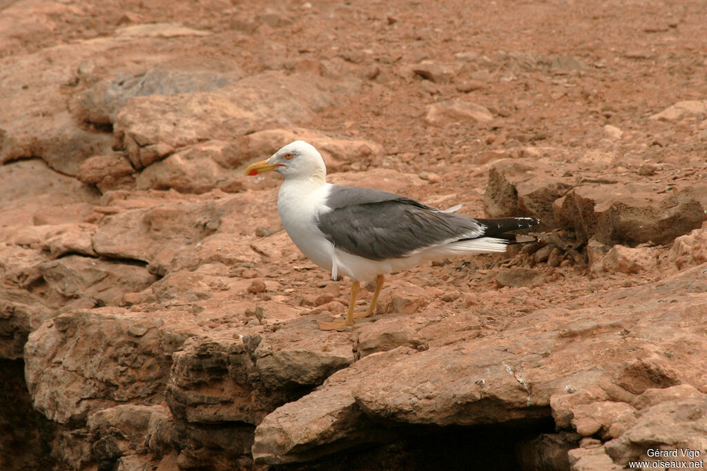 Goéland leucophéeadulte