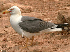 Yellow-legged Gull