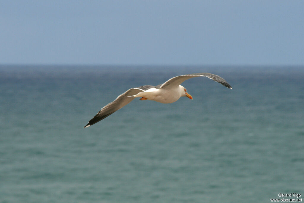 Yellow-legged Gulladult, Flight